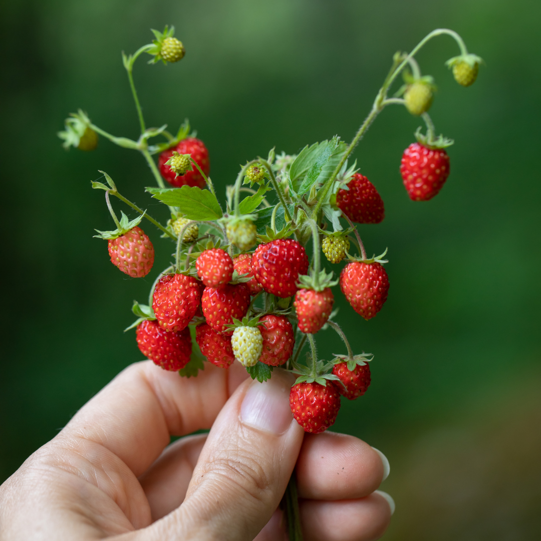 Smultron - Alexandria