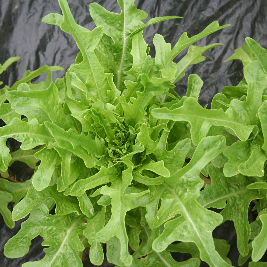 Italiensk Ruccola - Sylvetta