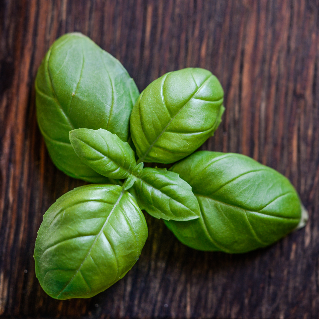 Ekologisk Basilika - Rustik
