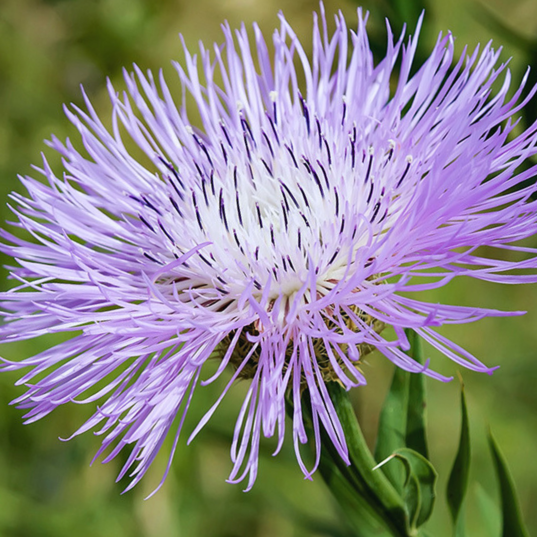 Jätteklint - Rosy Lilac - 3