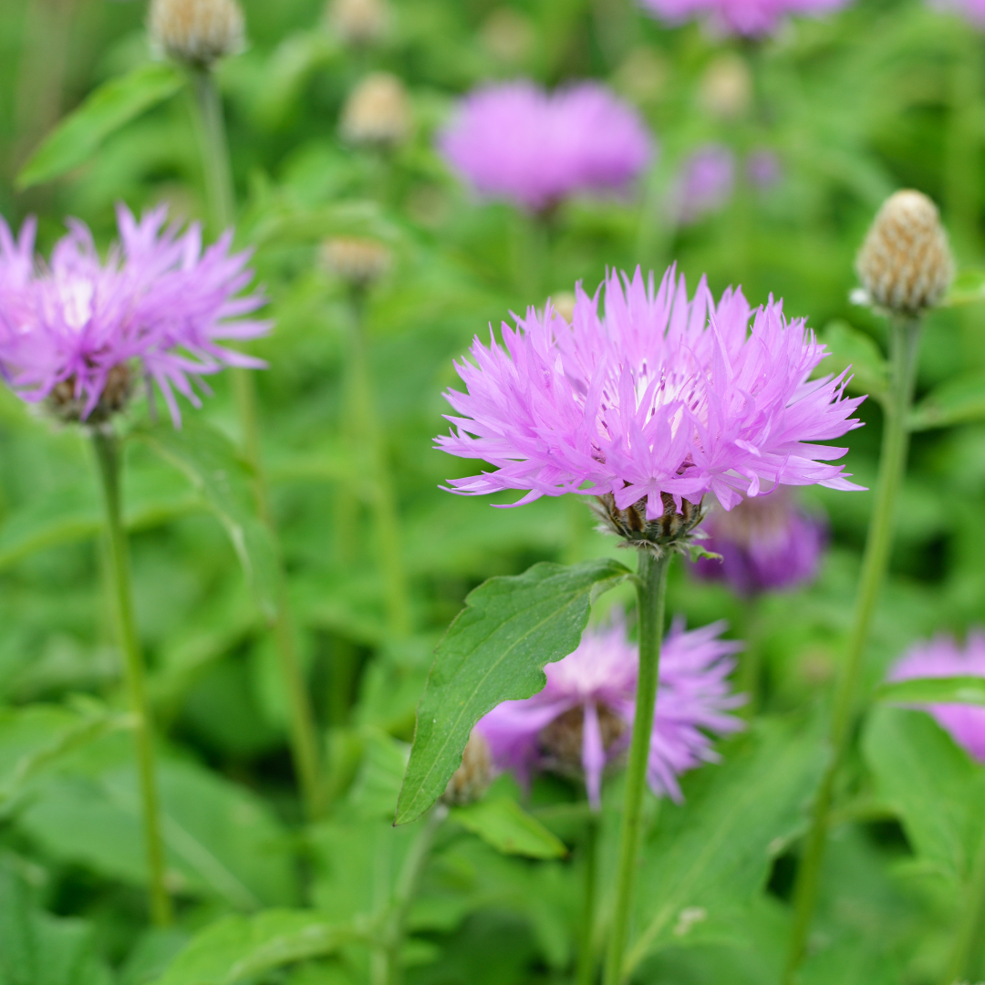 Jätteklint - Rosy Lilac