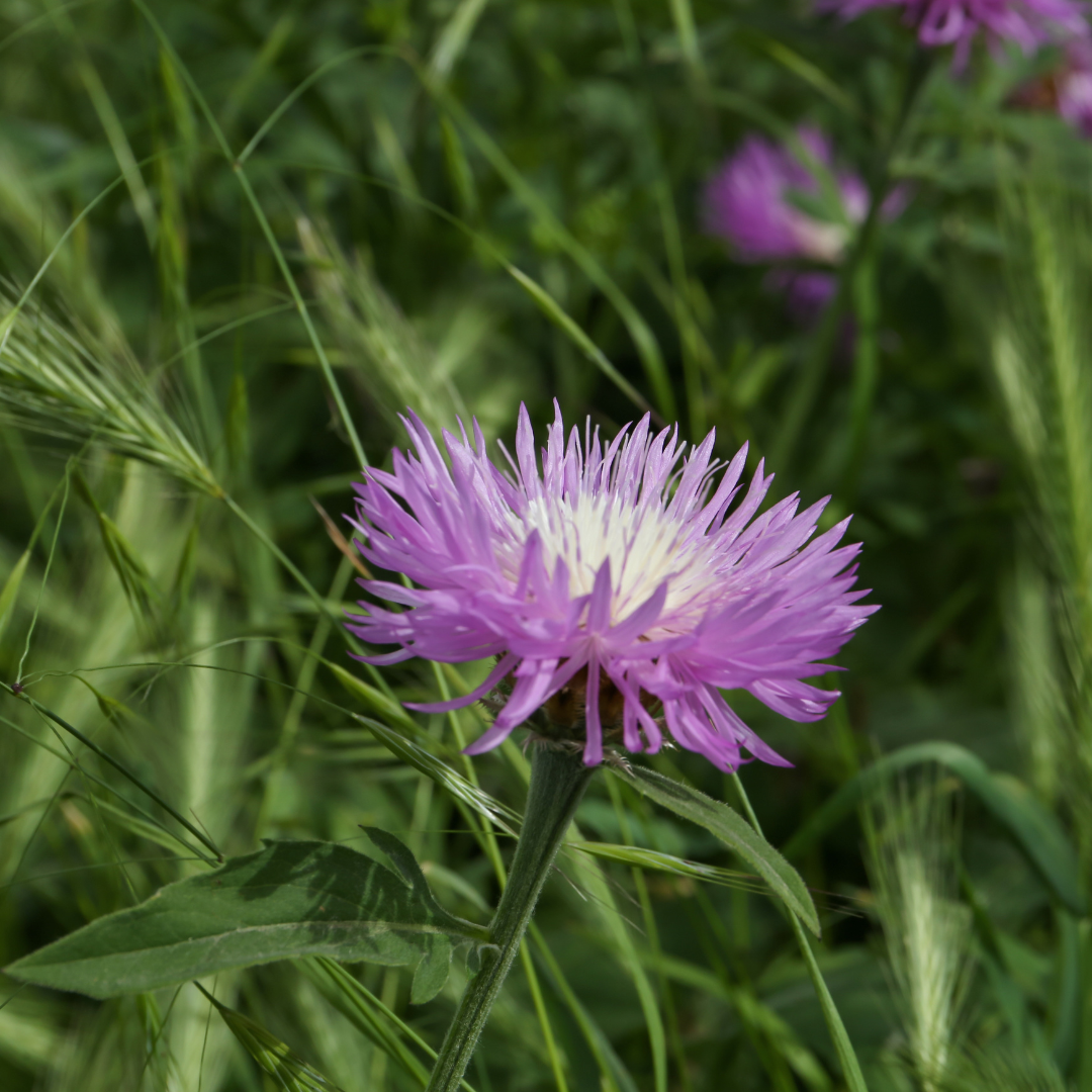 Jätteklint - Rosy Lilac