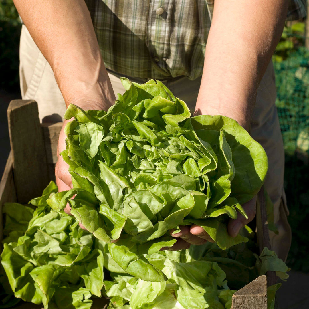 Ekologisk Huvudsallat - Kral Maje