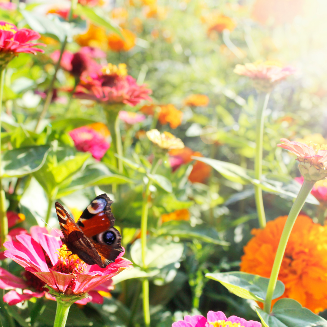 Blomstermix - Butterfly Mix