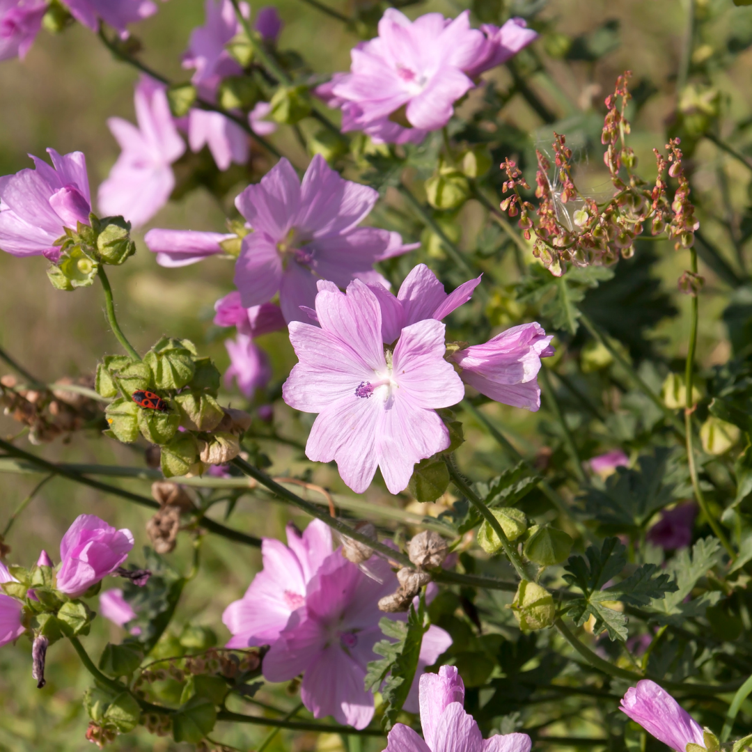 Blomstermix - Butterfly Mix - 6