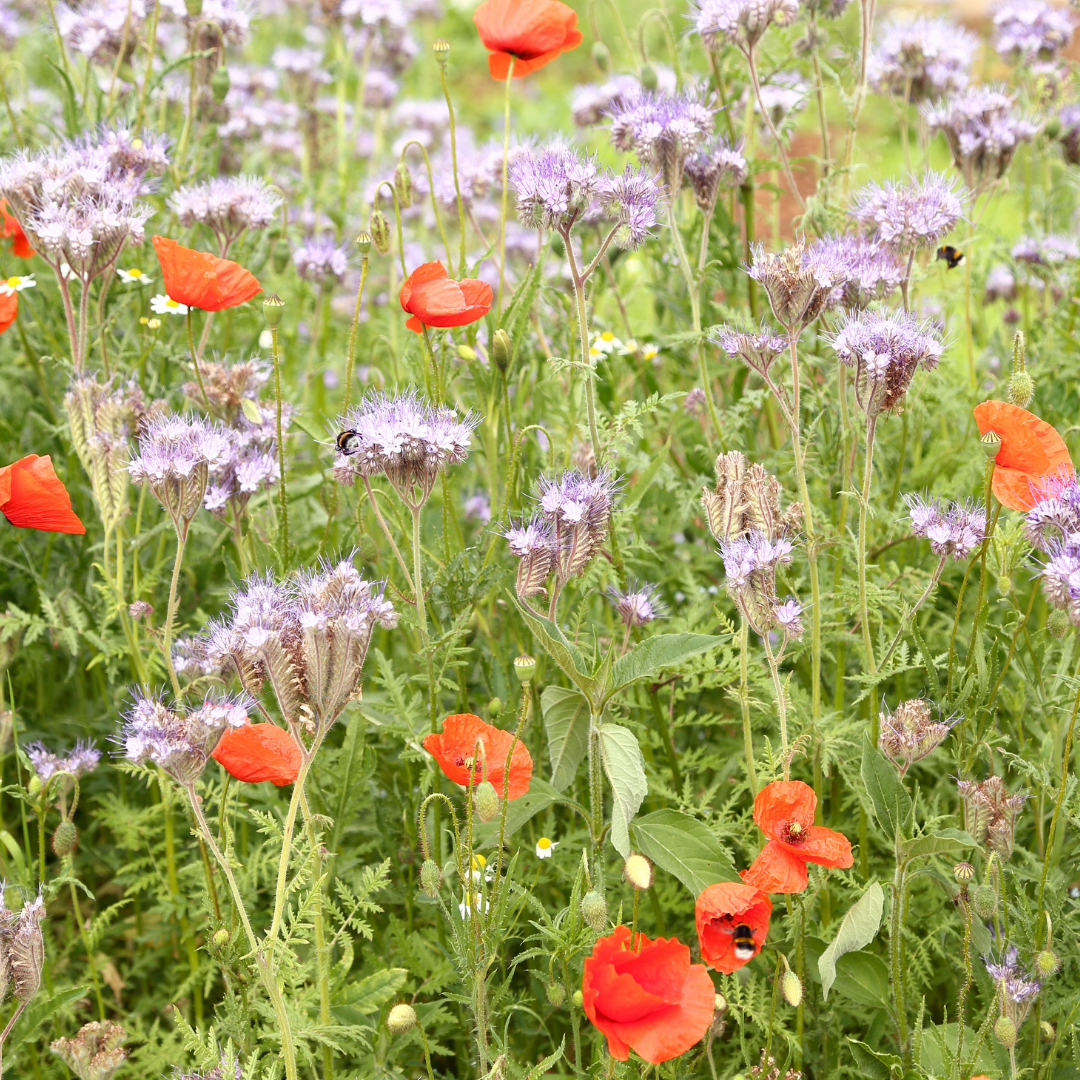 Blomstermix - Butterfly Mix - 4