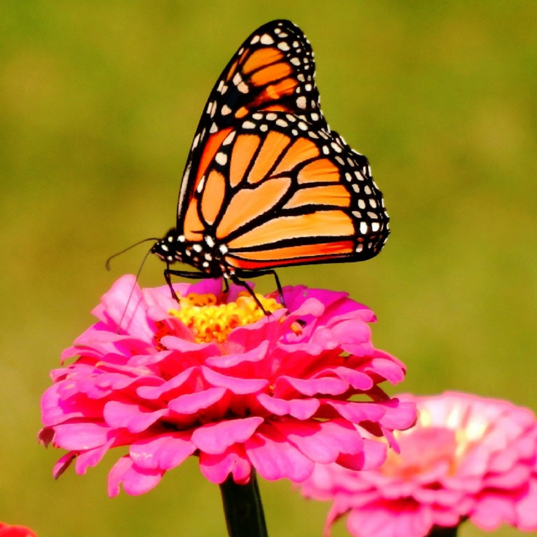 Blomstermix - Butterfly Mix - 5