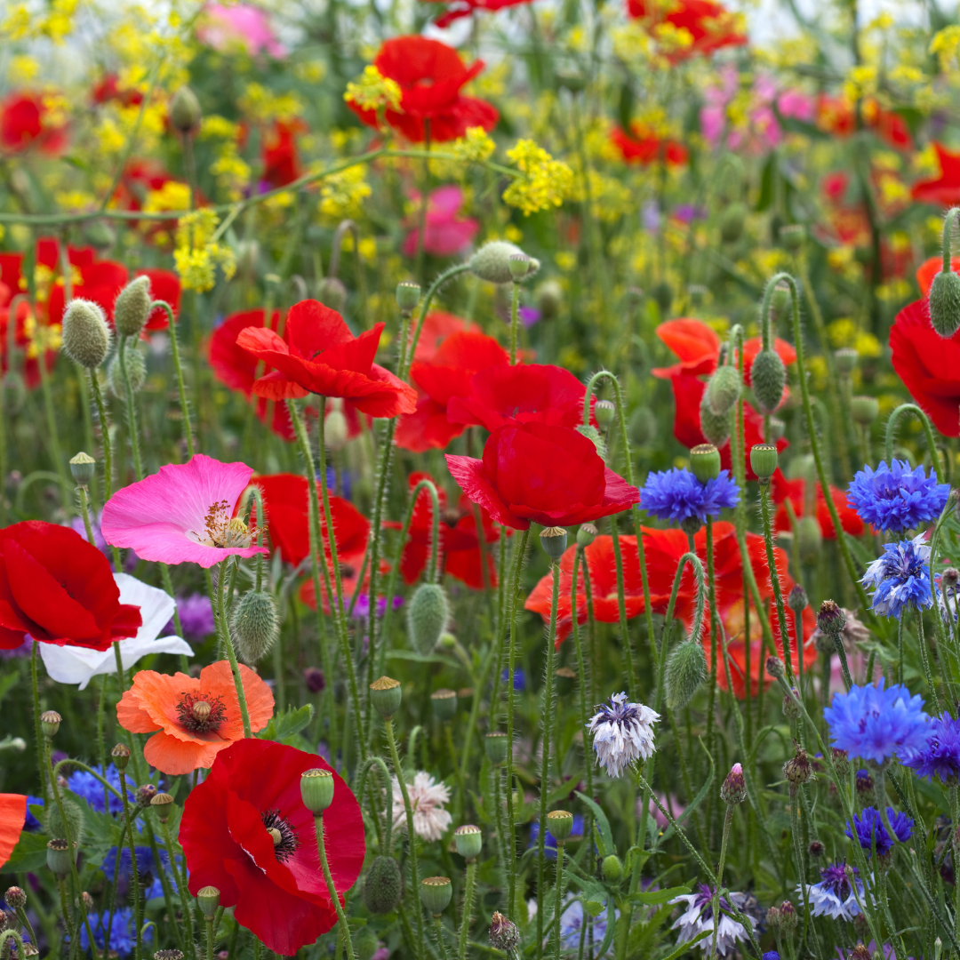 Blomstermix - Butterfly Mix