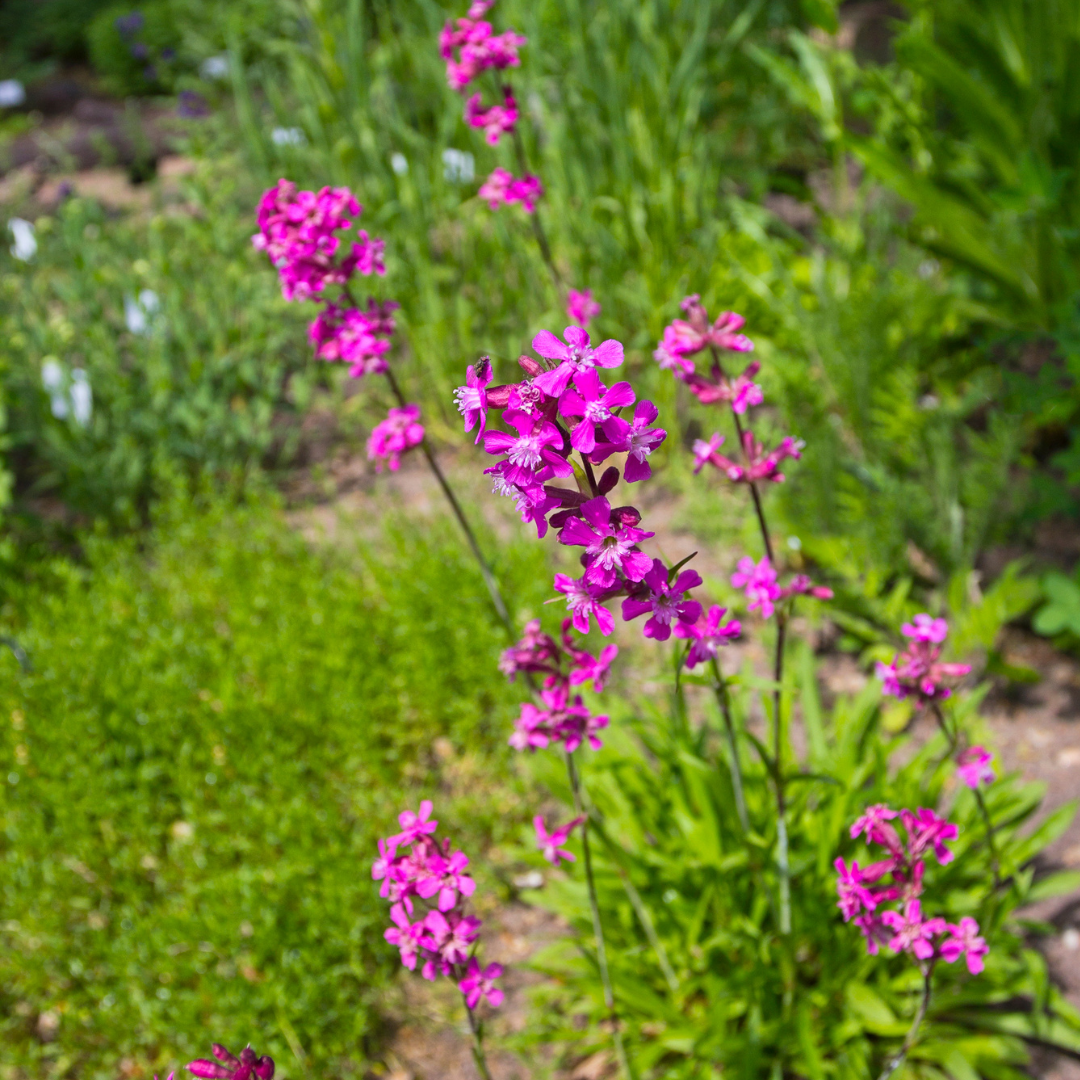 Tjärblomster - Feur Rose Pink