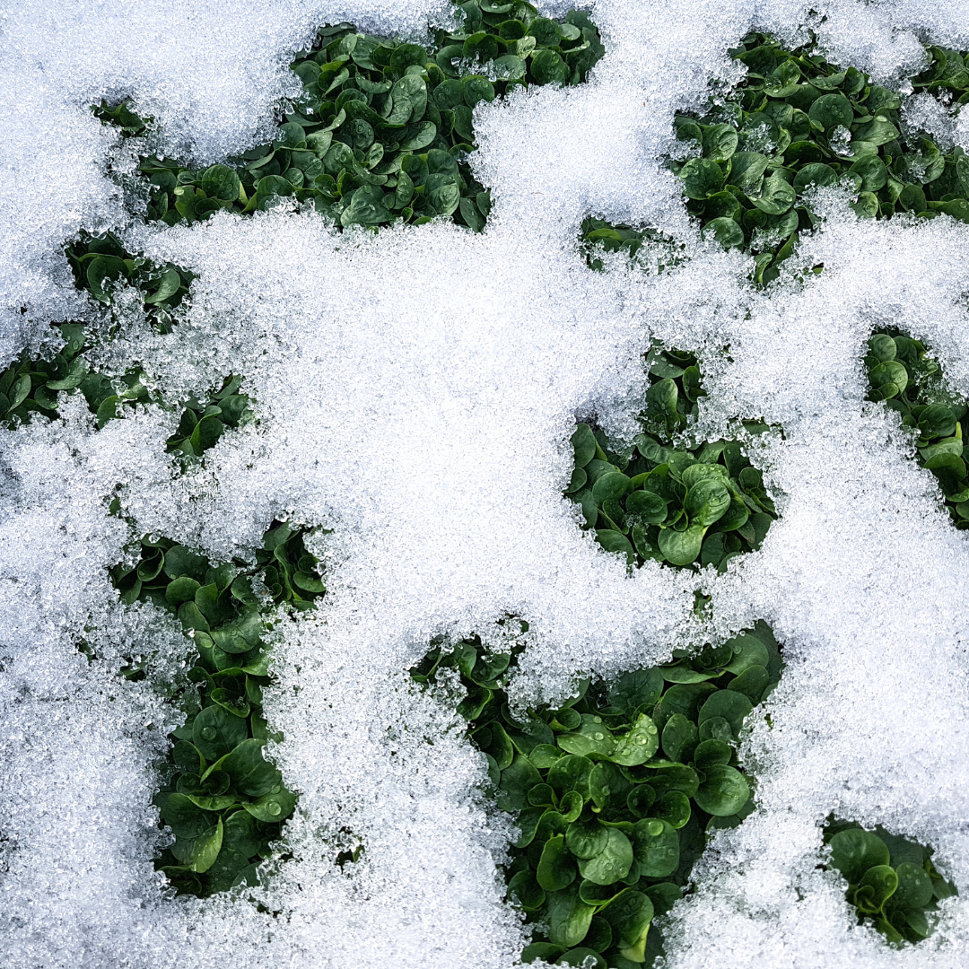 Vintersallat - Verte de Cambrai - Kultursort