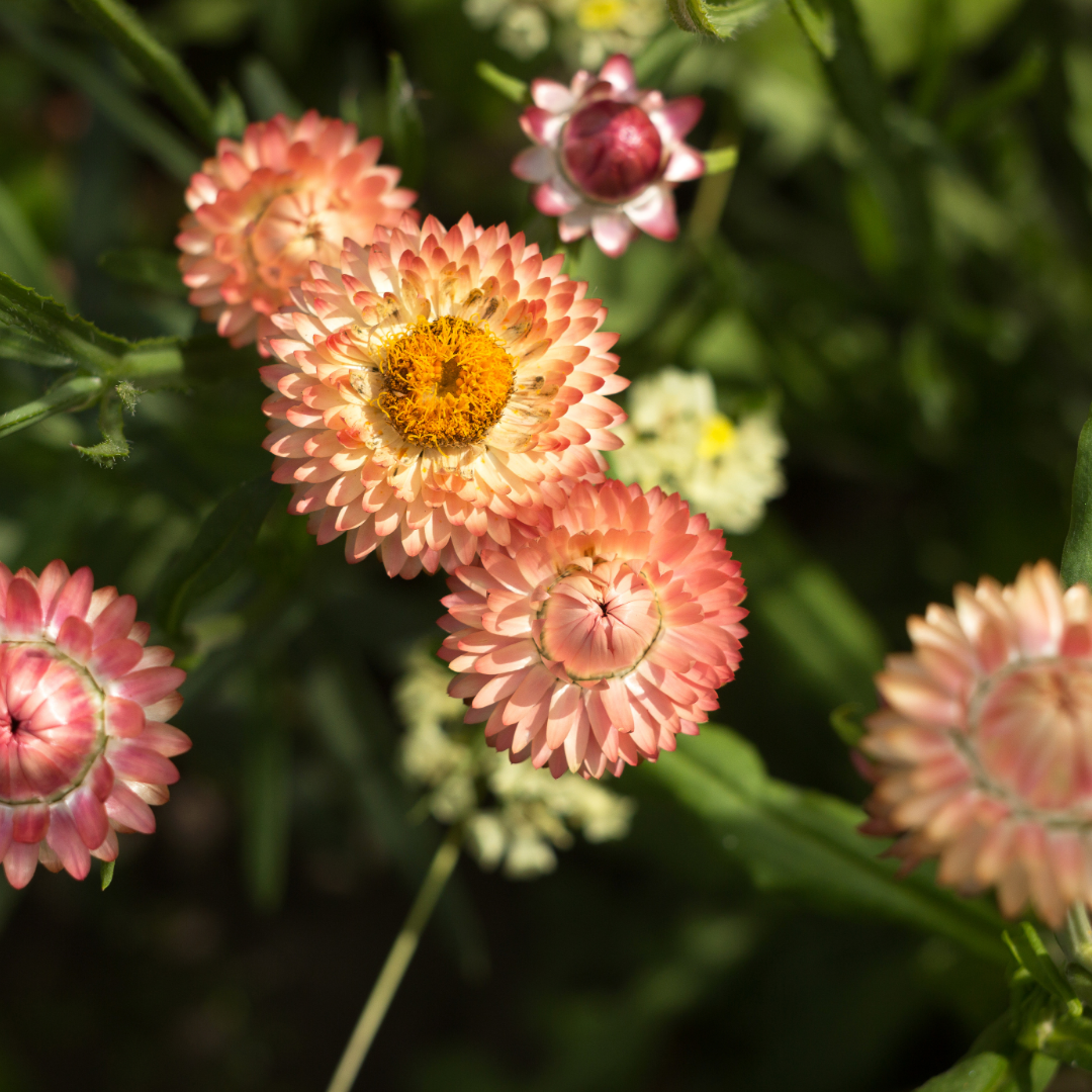 Jätteenternell - Salmon Rose