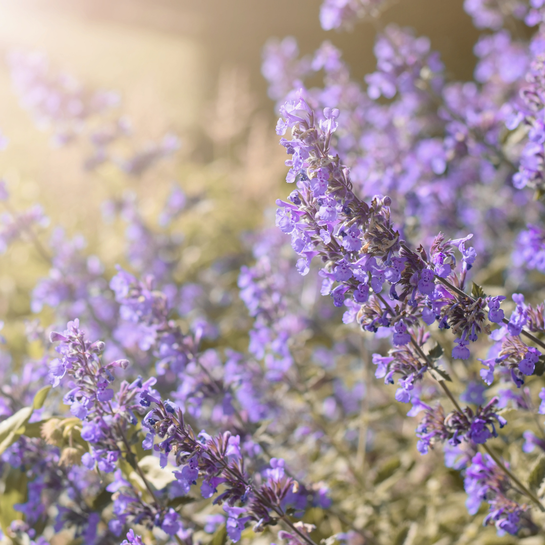 Kantnepeta - Mussinii