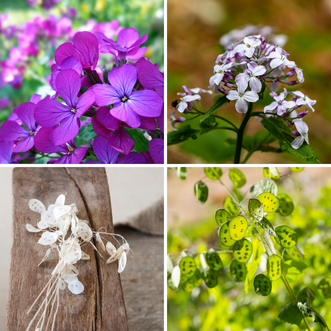 Judaspenningar - Biennis Mix