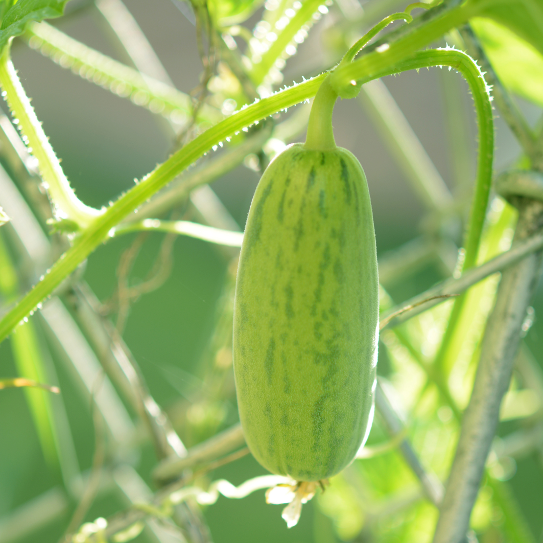 Armenisk Gurka - Carosello Barese