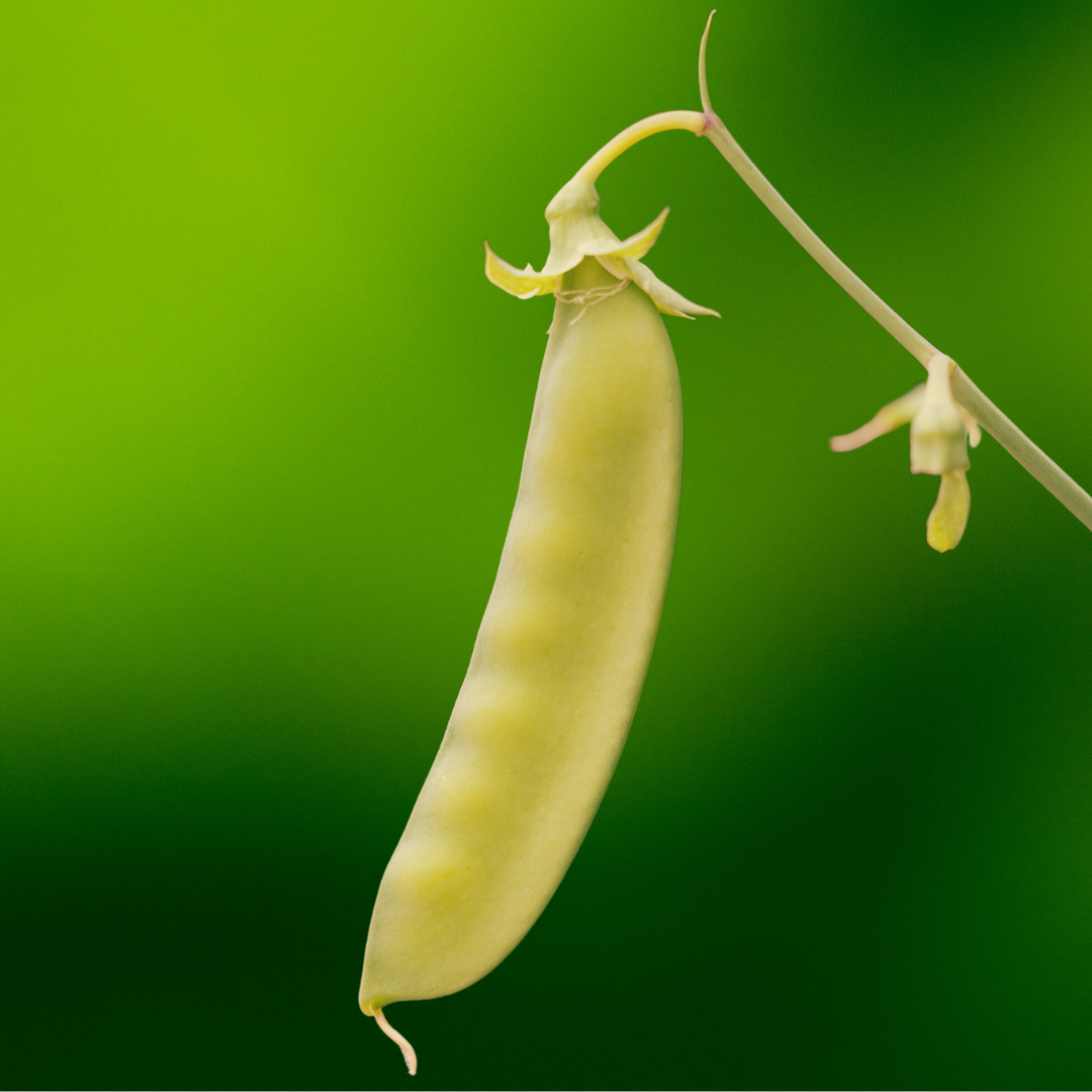 Ekologisk Gråsockerärt - Golden Sweet - Kultursort