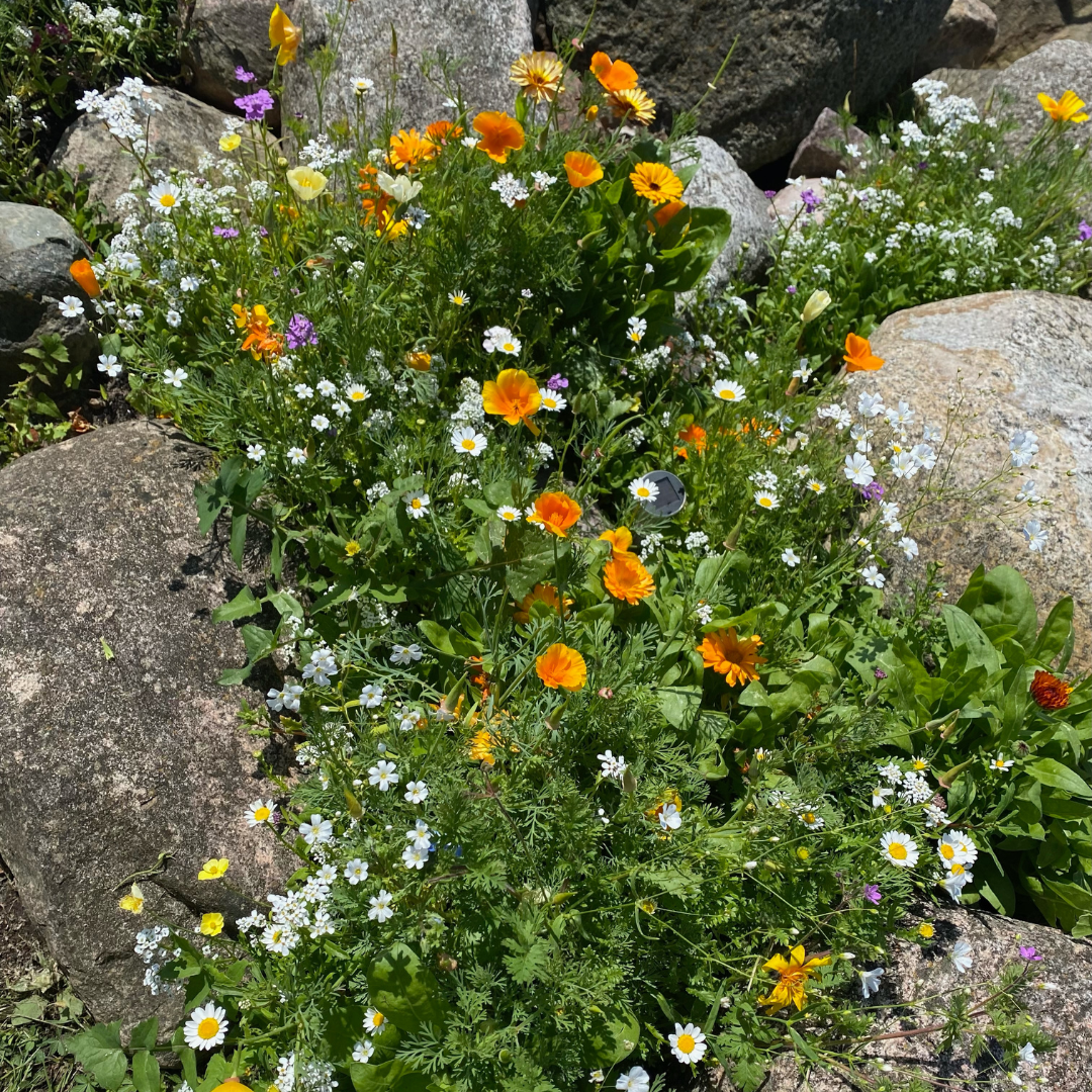 Ettårig Blomstermix - Sand och Sten