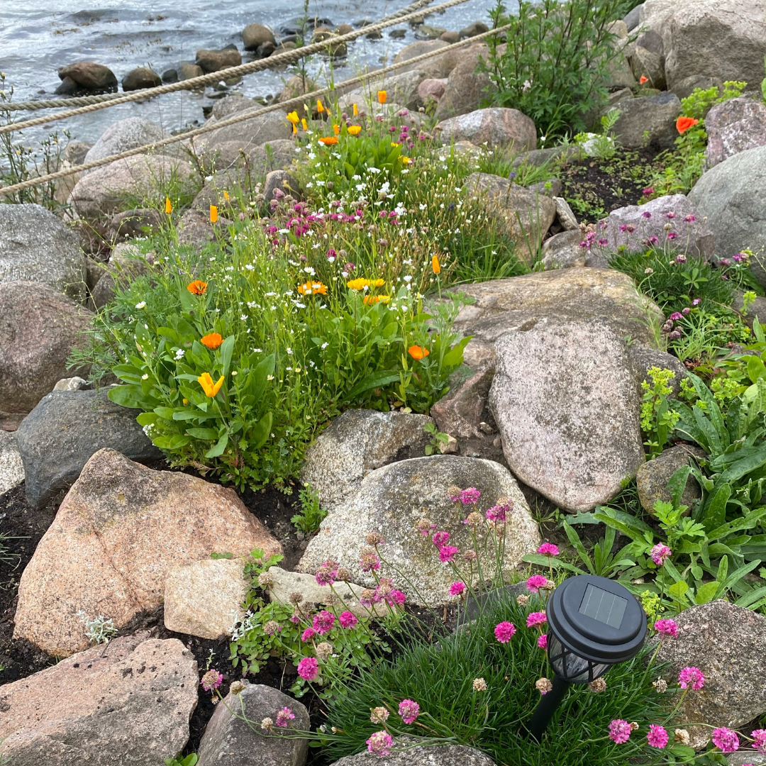Ettårig Blomstermix - Sand och Sten - 3