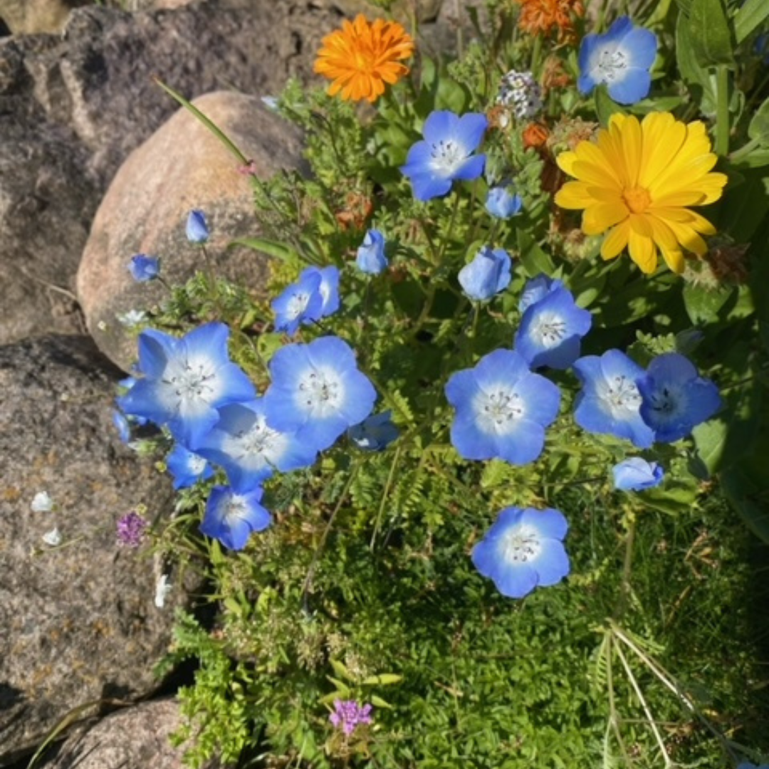 Ettårig Blomstermix - Sand och Sten