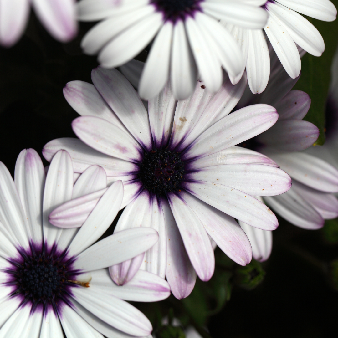 Väderspåman - Polar Star