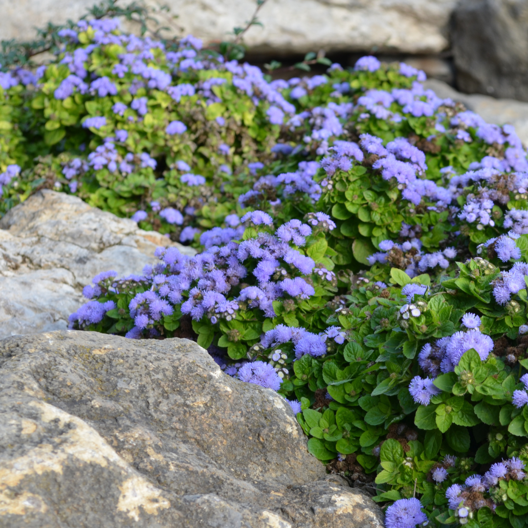 Ageratum - Dwarf Blue Mink - Leverbalsam