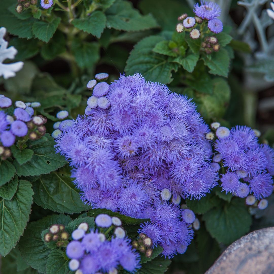 Ageratum - Dwarf Blue Mink - Leverbalsam