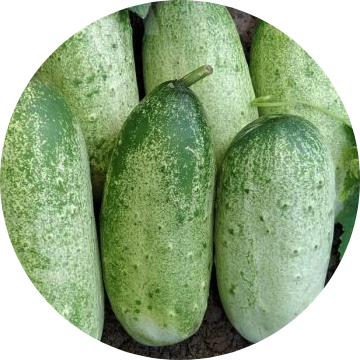 Ekologisk Gurka - Russian - Kultursort