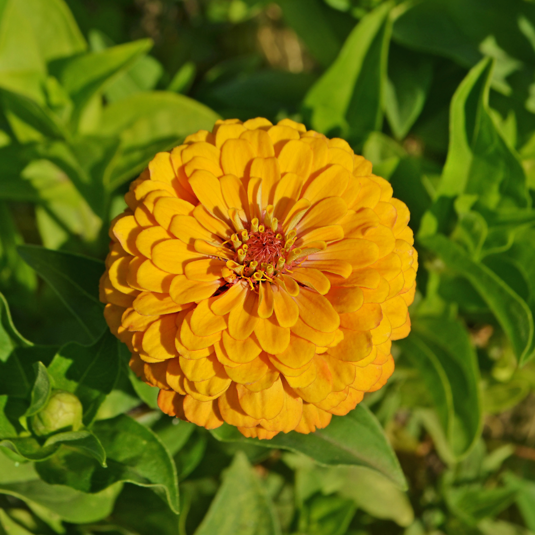 Zinnia - Canary Bird