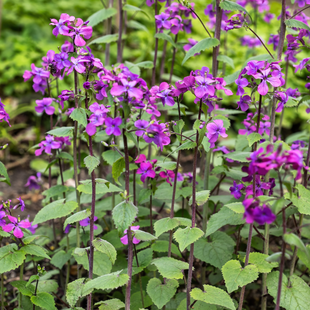 Judaspenningar - Violet