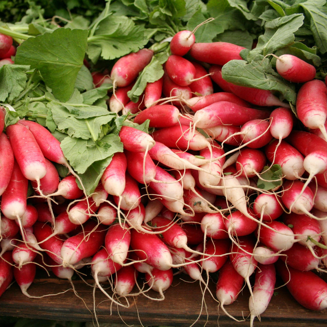 Ekologisk Rädisa - Flamboyant