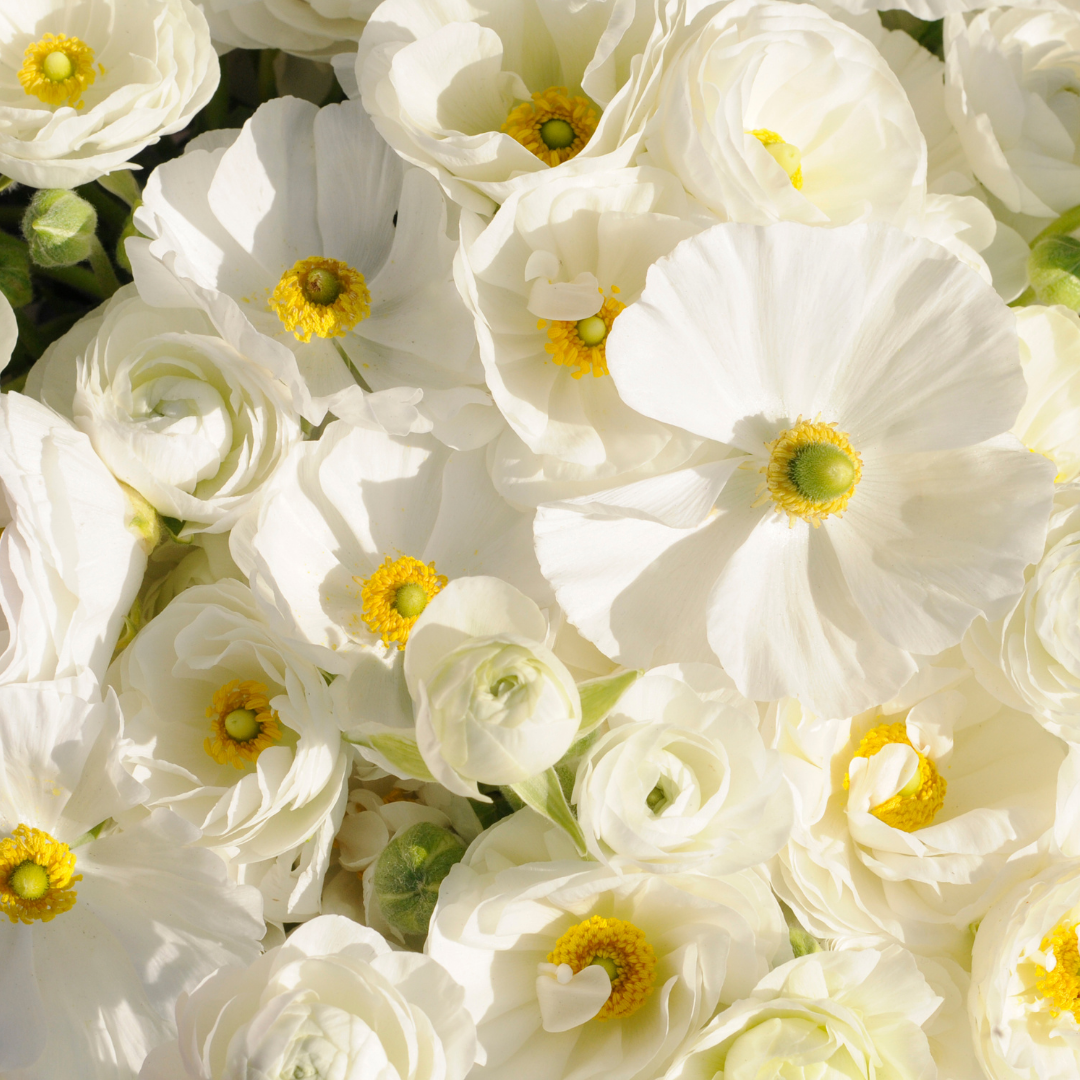 Blomstermix - White Shades