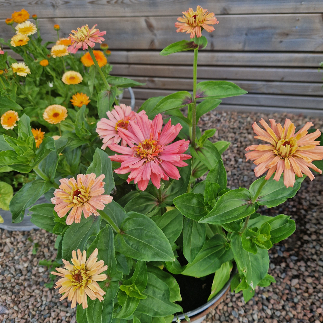 Zinnia - Super Cactus Burpee Rose