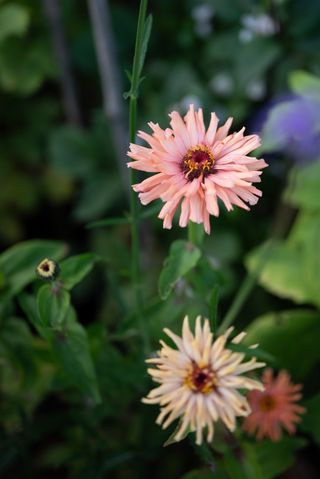 Zinnia - Super Cactus Burpee Rose - 6