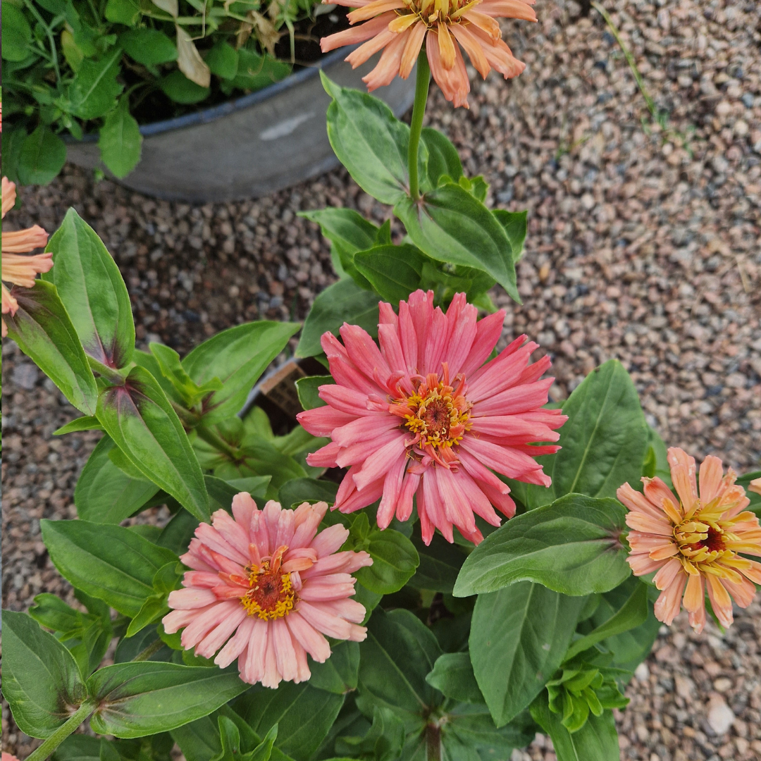 Zinnia - Super Cactus Burpee Rose - 5