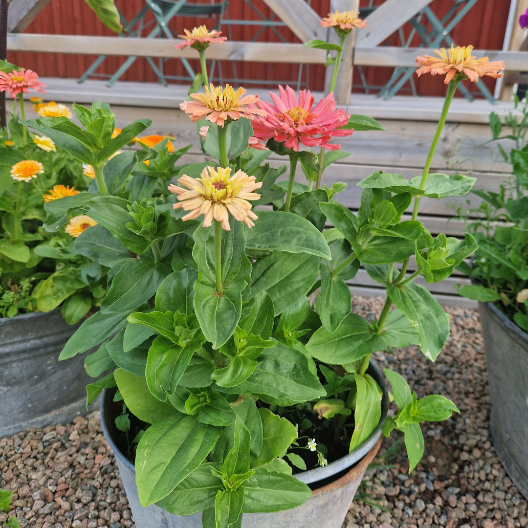 Zinnia - Super Cactus Burpee Rose