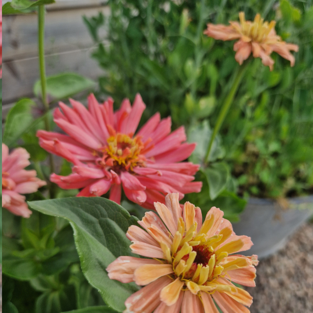 Zinnia - Super Cactus Burpee Rose - 4