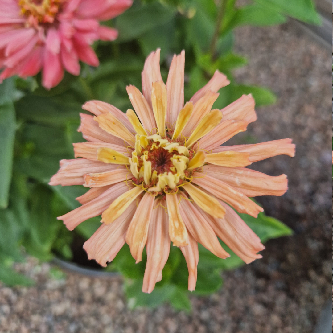 Zinnia - Super Cactus Burpee Rose - 3