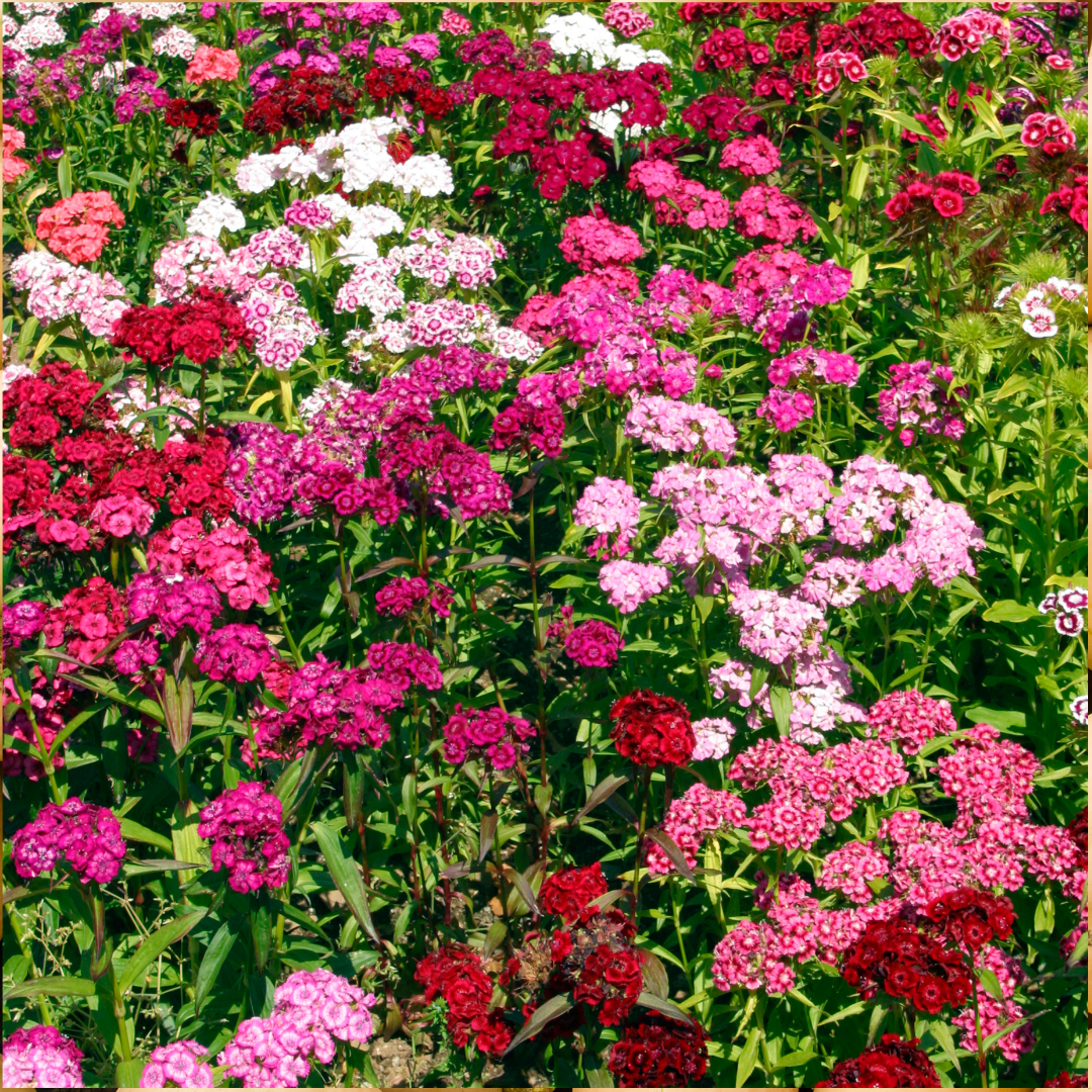 Blomstermix - Scented Gardens - Doftande Blommor - 3