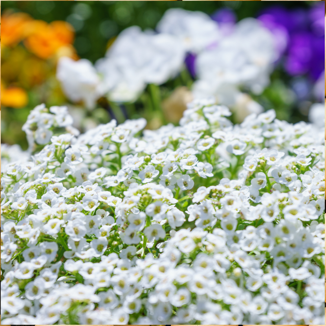 Blomstermix - Scented Gardens - Doftande Blommor - 4