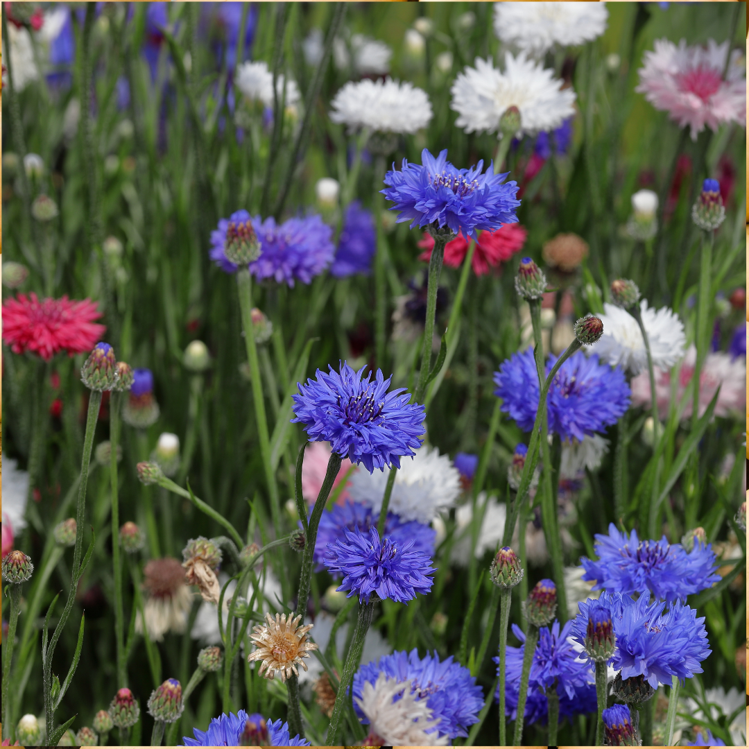 Blomstermix - Scented Gardens - Doftande Blommor