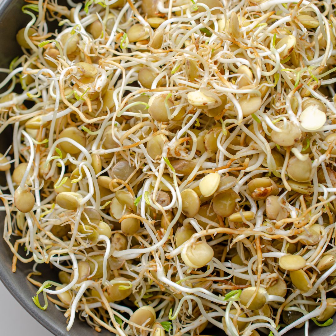 Ekologisk Microgreen - Gröna Linser