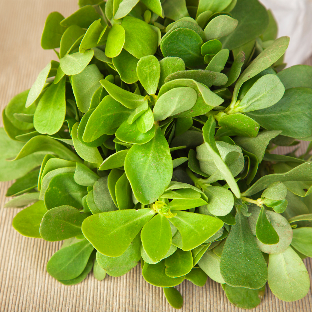 Vinterporlak - Miners Lettuce