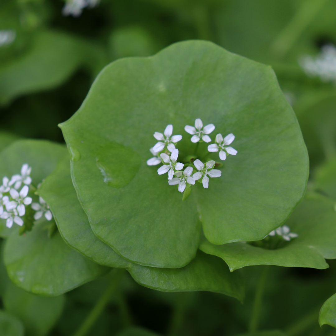 Vinterporlak - Miners Lettuce