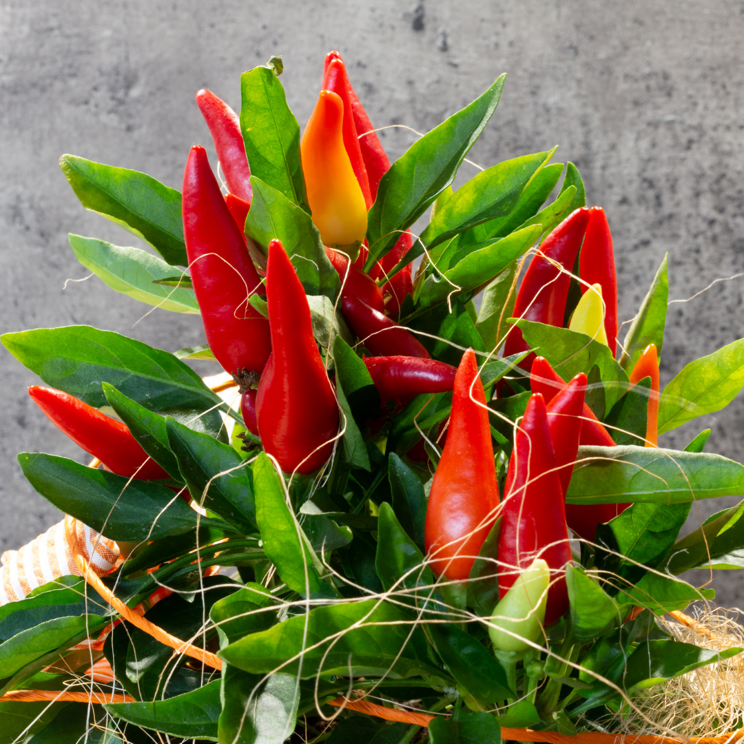 Ekologisk Chili - Positano