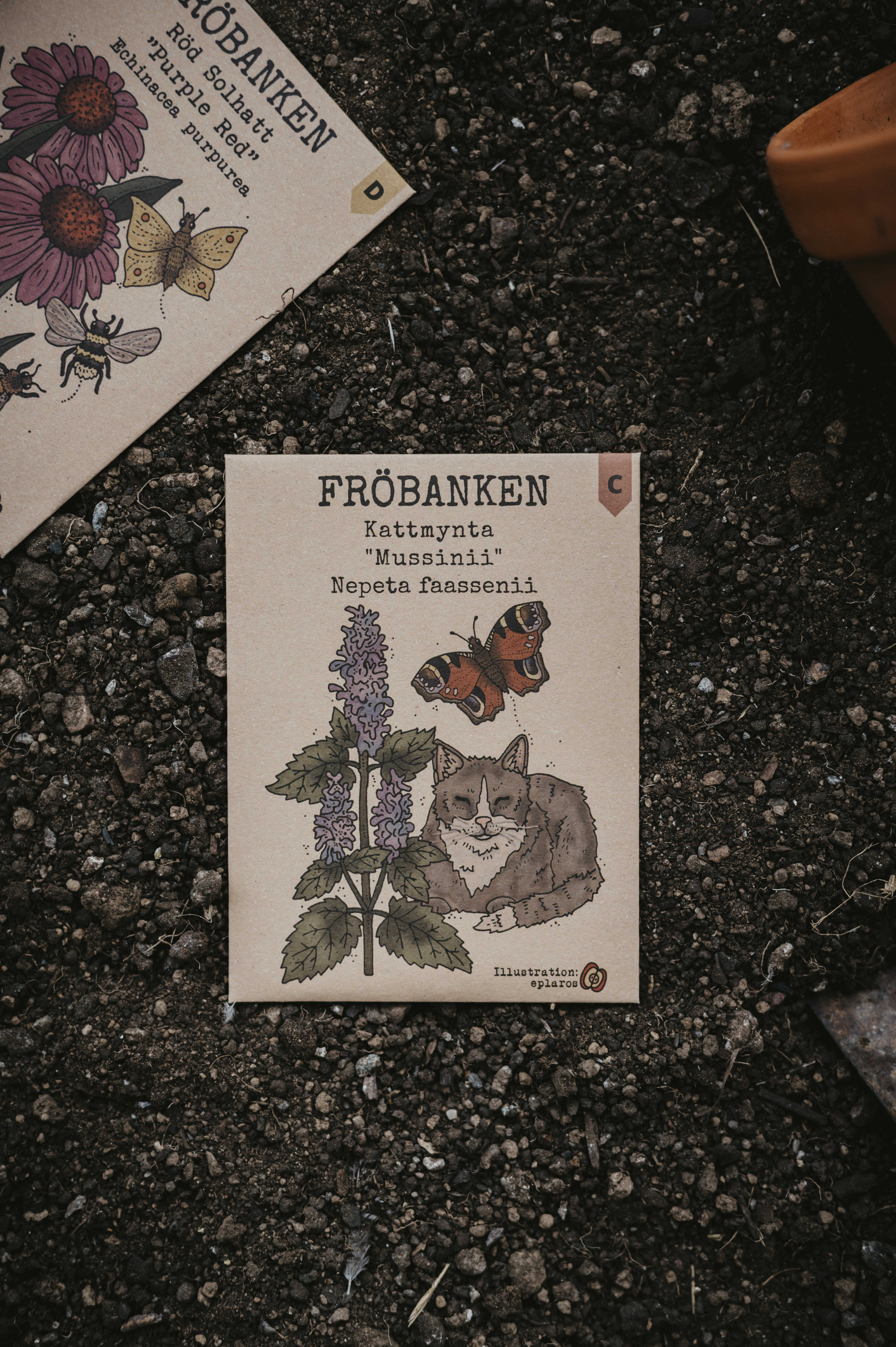 Kattmynta - Mussinii