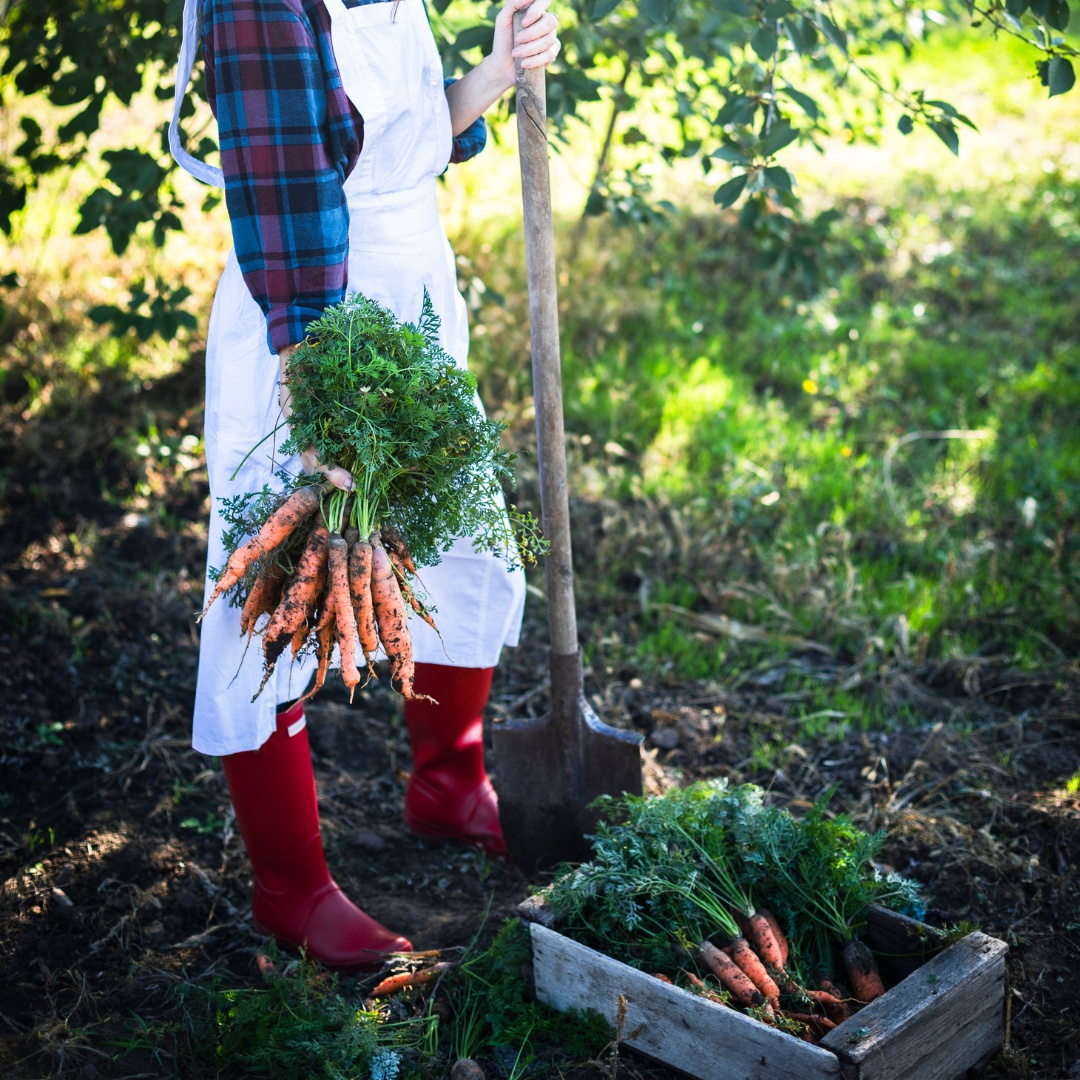 Höstmorot - Autumn King