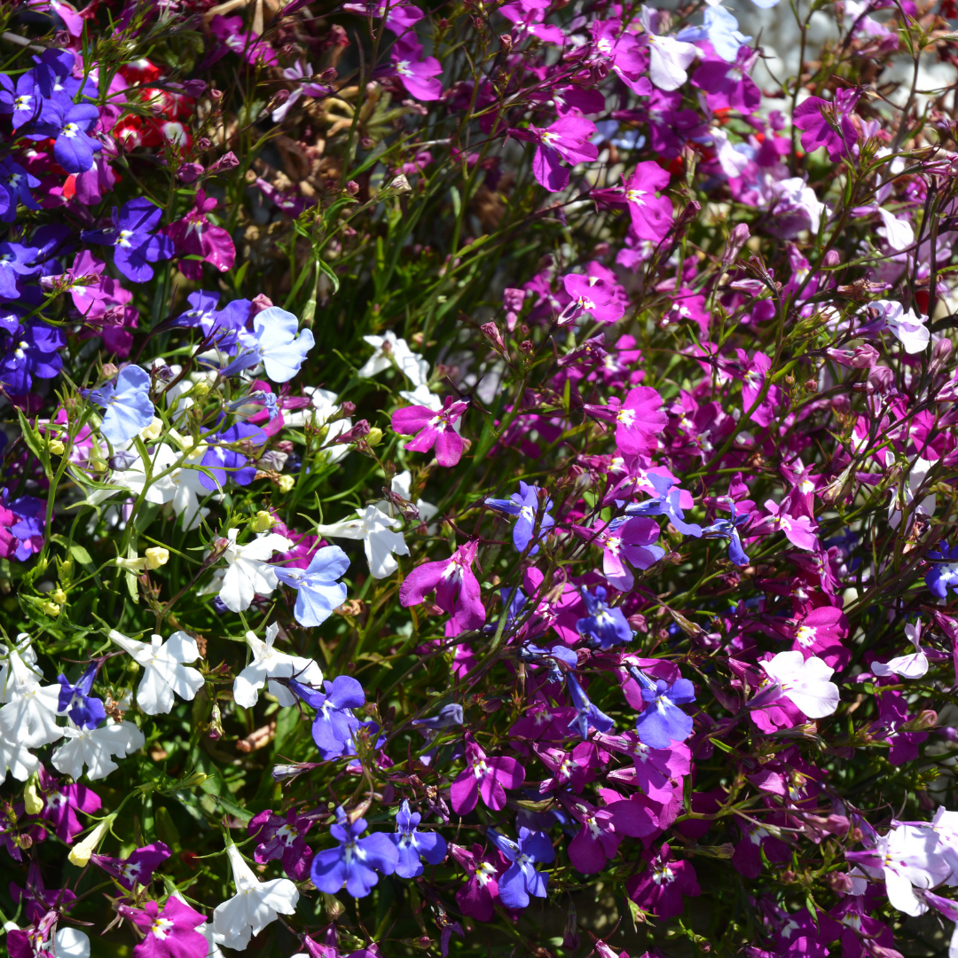 Hänglobelia - Cascade Mix