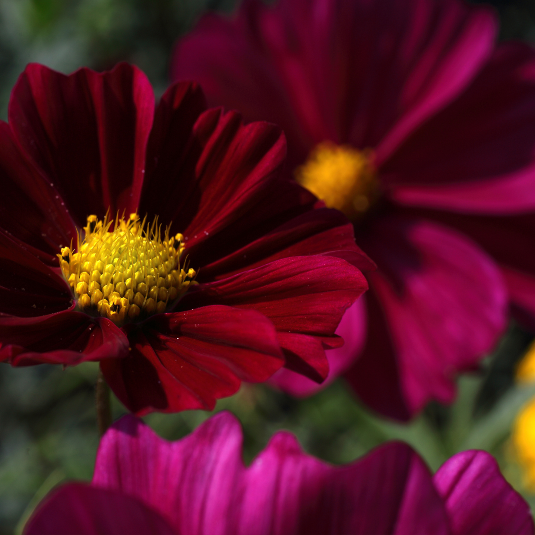 Rosenskära - Dwarf Vega Red