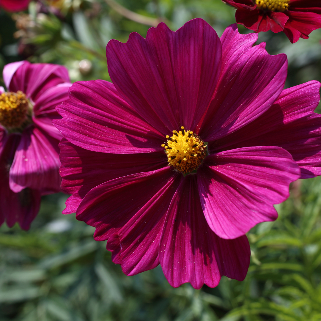 Rosenskära - Dwarf Vega Red
