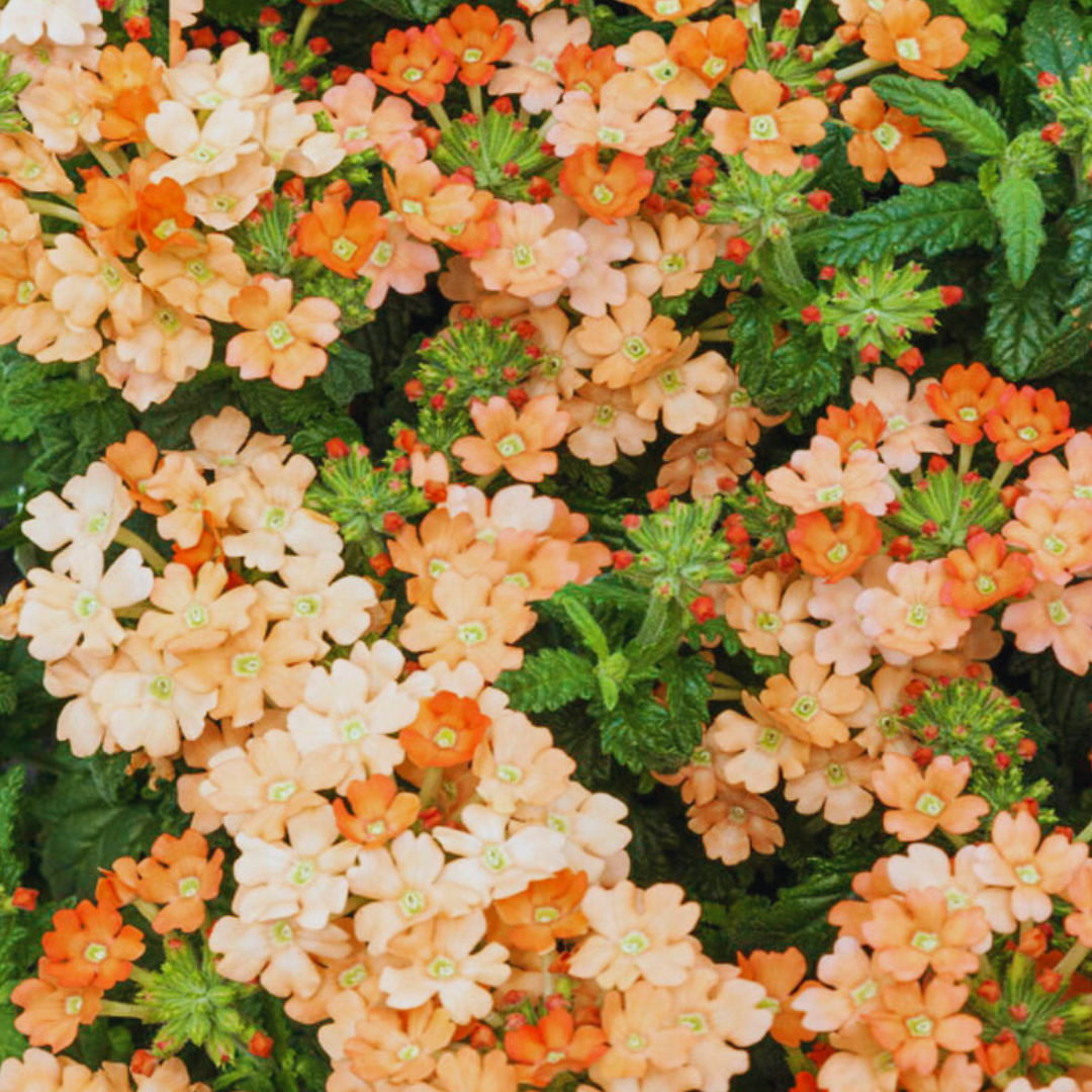 Trädgårdsverbena - Apricot