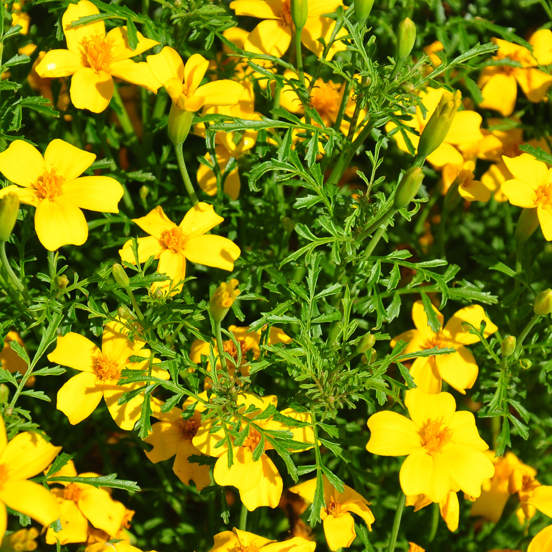 Liten Kryddtagetes - Lemon Gem